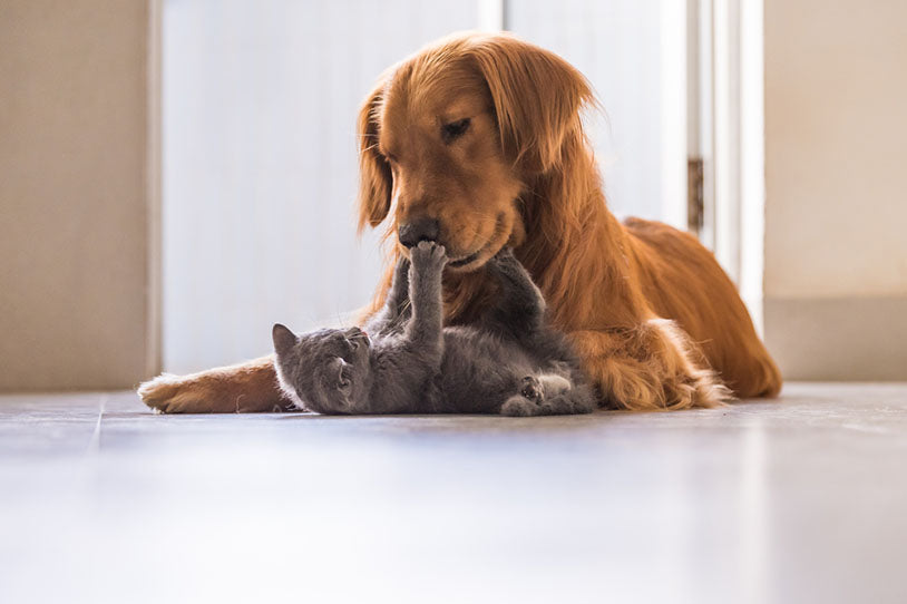 cat and dog play at home
