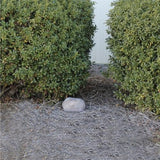 A small, Fake Rock Outdoor Spare Key Hider Safe placed on a gravel path between two green bushes, serving as a discreet diversion safe for outdoor key concealment.