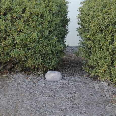 A small, Fake Rock Outdoor Spare Key Hider Safe placed on a gravel path between two green bushes, serving as a discreet diversion safe for outdoor key concealment.